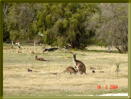 Kangaroos at Australind
