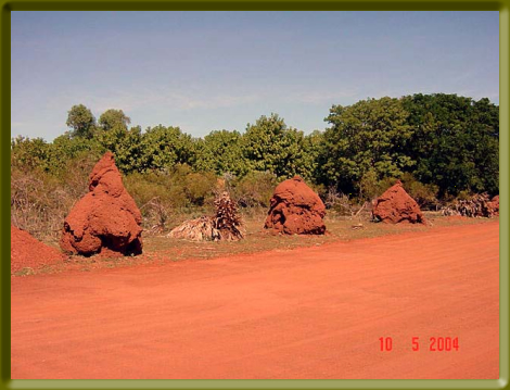 Typical small termite nests