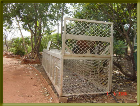 The crocodile trap used in the capture of the big fellow above